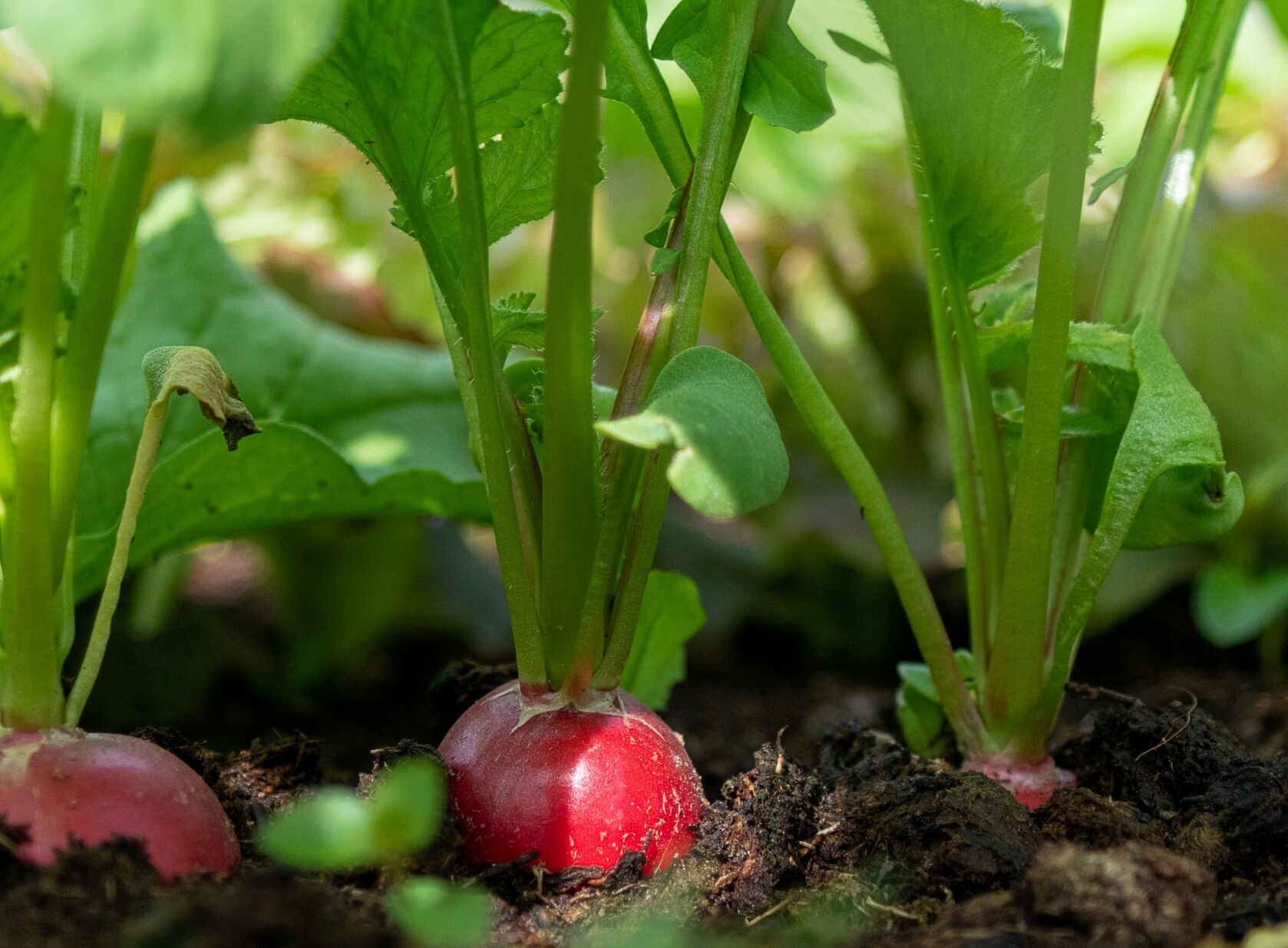 radishes uvm extension